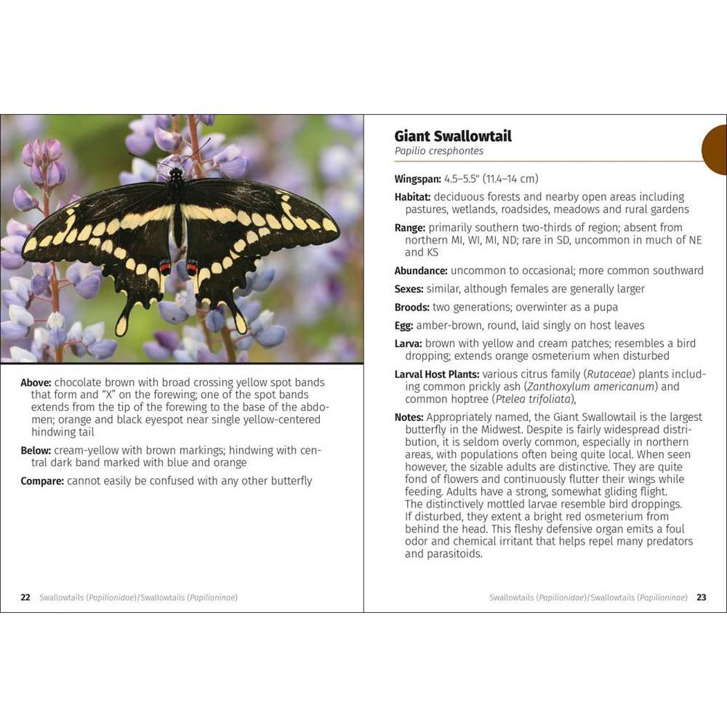 A close-up of the AdventureKEEN Butterlies of the Midwest FG book showing a Giant Swallowtail butterfly on purple flowers.