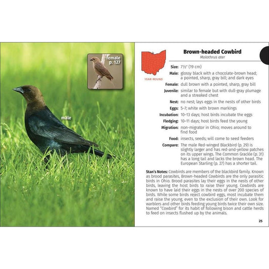 Brown-headed Cowbird page from the Birds of Ohio Field Guide 3e showing a male bird in grass with text on the right.