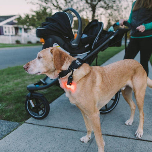 A light brown dog wears the Gear Aid Carabiner Light Kit on its collar while standing on a sidewalk near a stroller.
