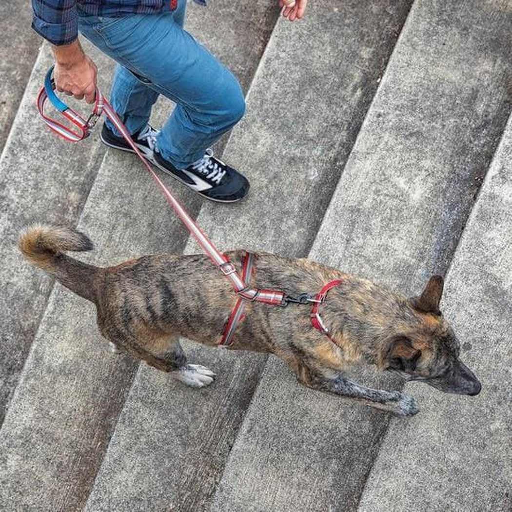 A person in blue jeans and black sneakers holds the Kurgo Walk About No Pull Leash with a red and blue handle while walking a brindle dog on concrete steps.