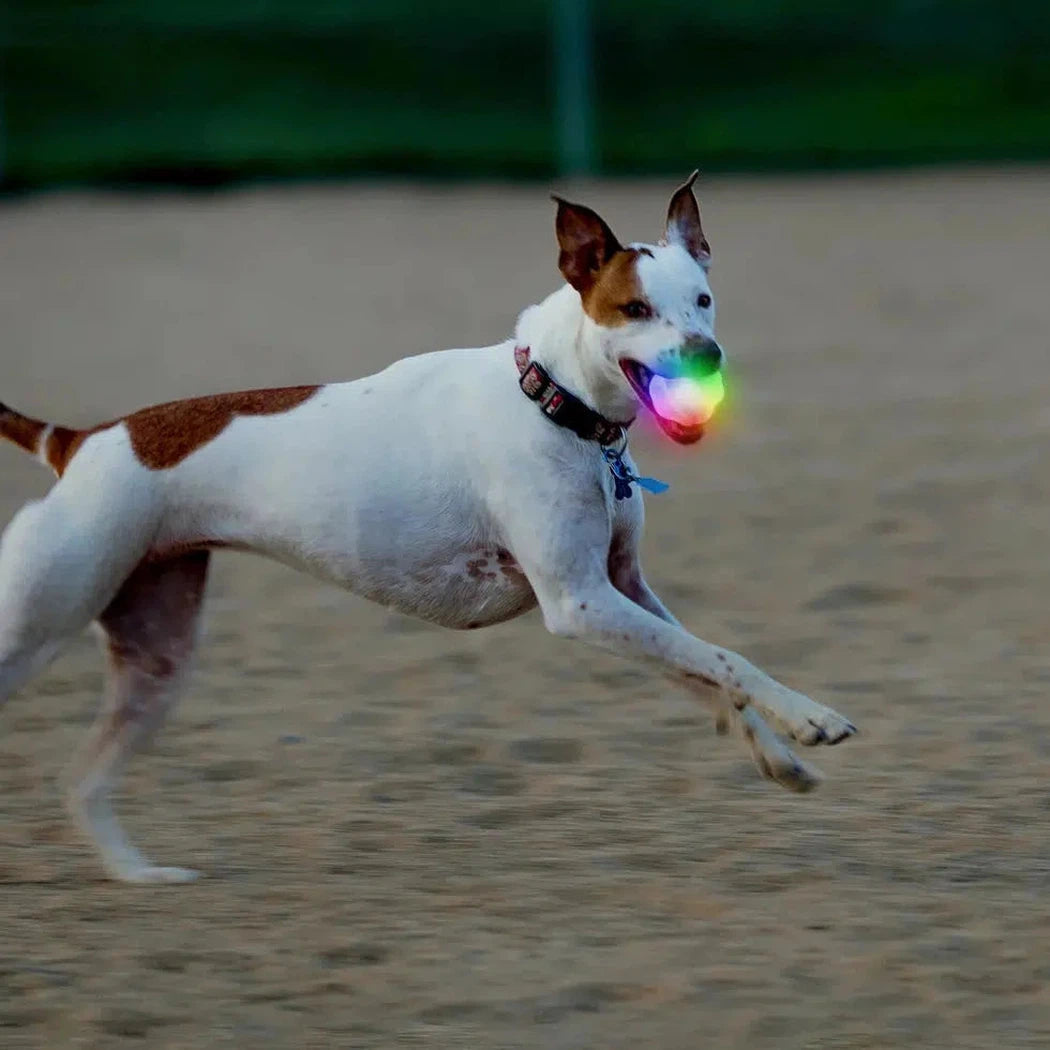 Nite Ize GlowStreak Wild LED Ball - Disc-O-Pets - Safety - Lights-Appalachian Outfitters