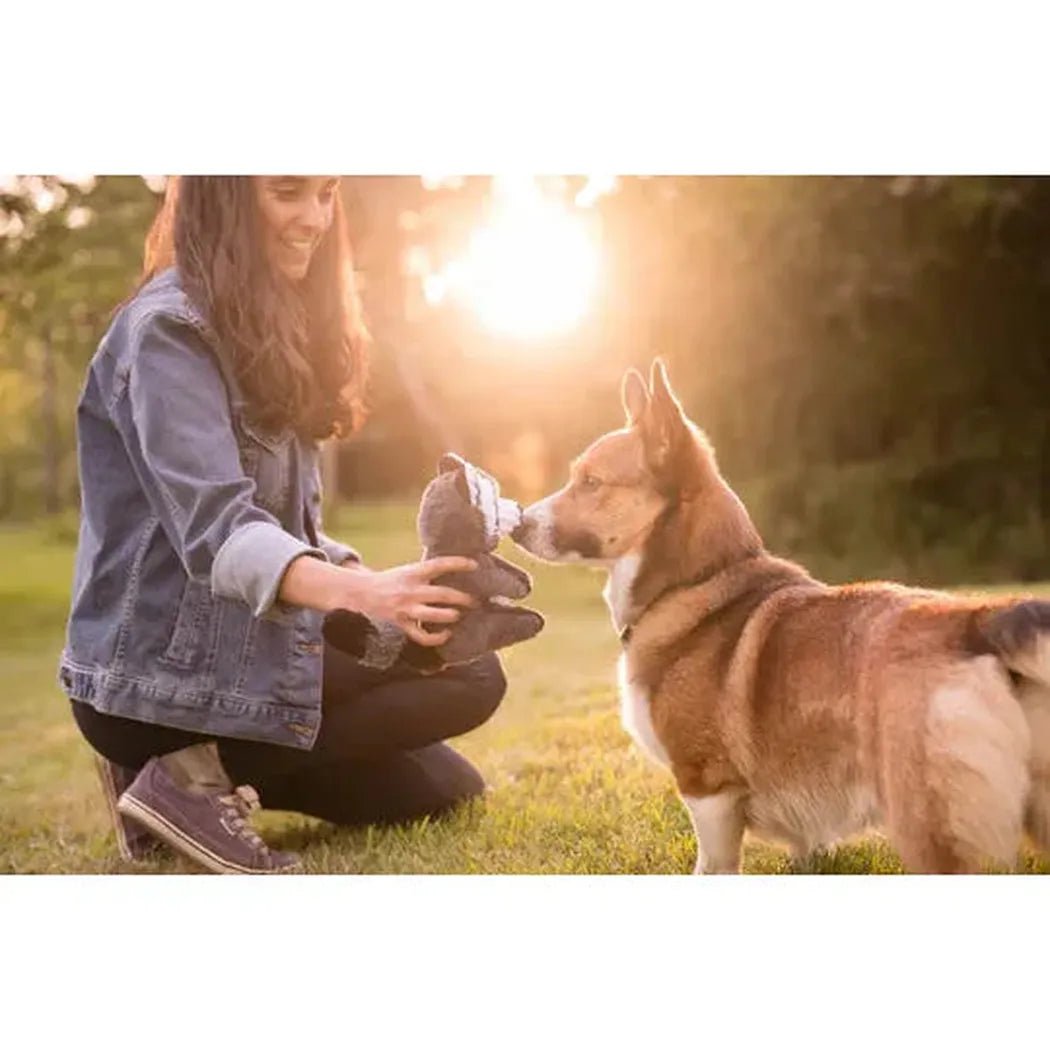 A woman kneels on grass with P.L.A.Y Forest Friends Robby the Raccoon toy as a corgi sniffs it, sunlit background.
