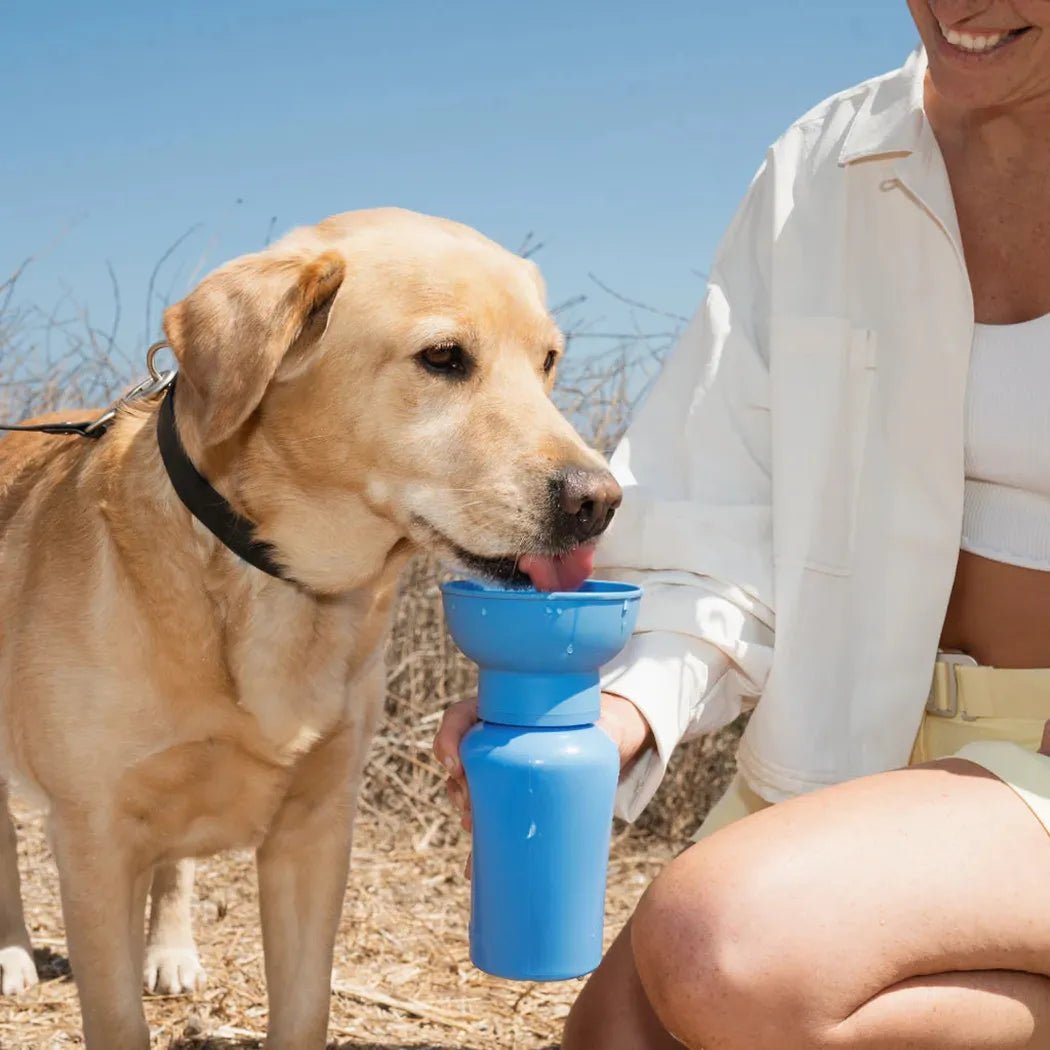 A yellow lab drinks from a Black Springer Flip Dog Travel Bottle held by a woman in a white jacket outdoors.