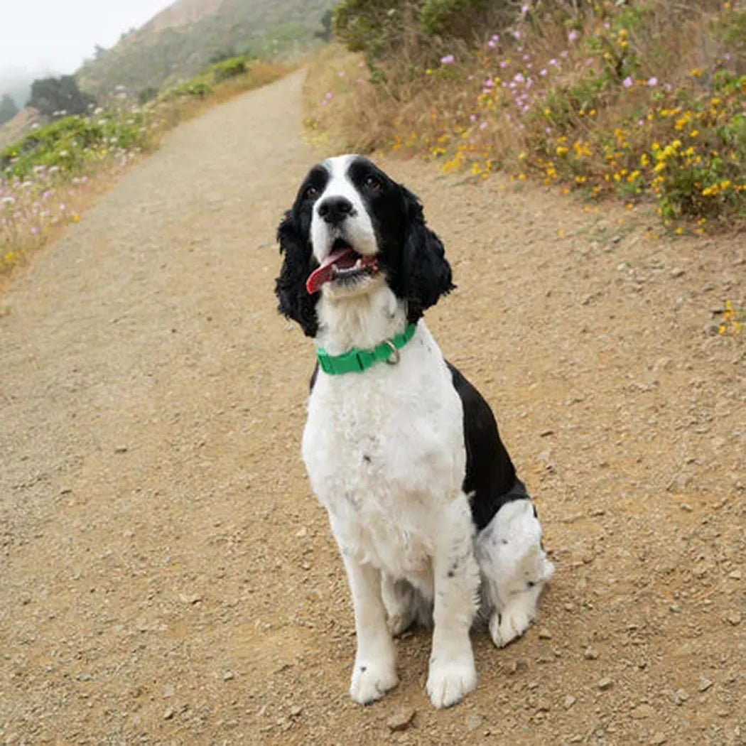 Springer Waterproof & Adjustable Dog Collar-Pets - Collars-Appalachian Outfitters