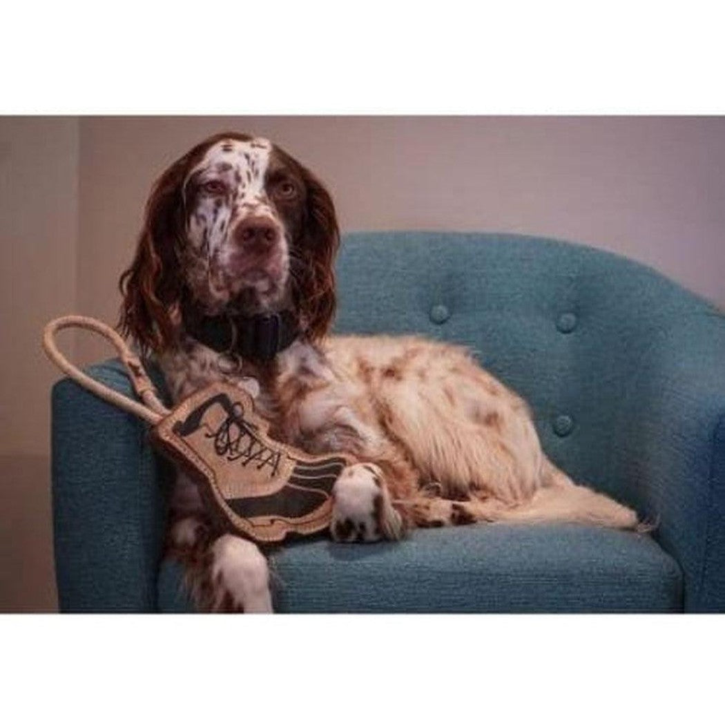 A brown and white dog lies on a blue chair holding a Tall Tails Natural Leather Boot Tug Toy.