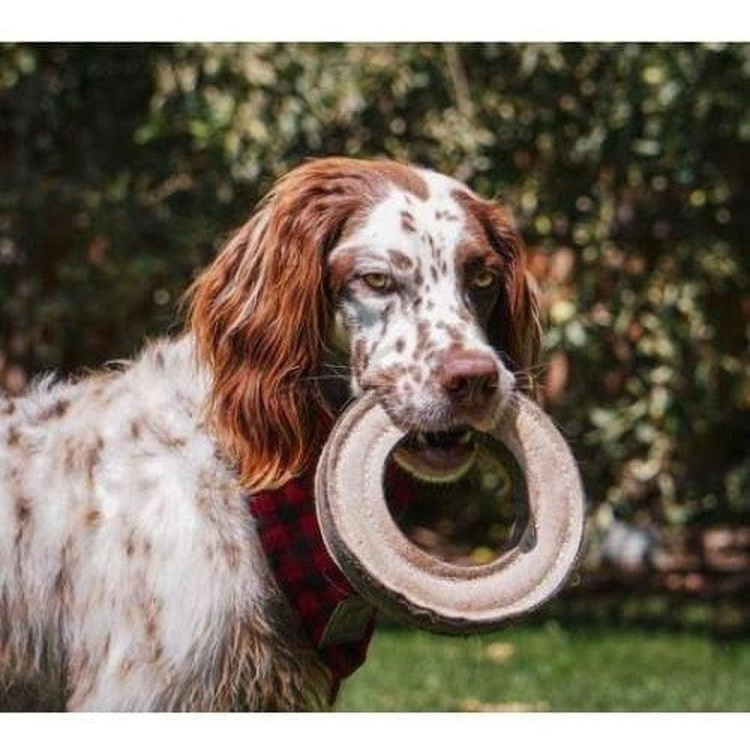 A brown and white dog wearing a red plaid collar holds the Tall Tails Natural Leather Ring Toy in its mouth, with trees in the background.