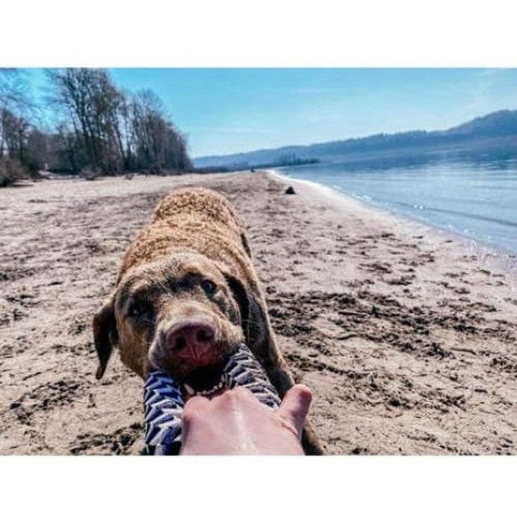 A dog plays tug-of-war with the Tall Tails Navy Braider Ring Toy on a sandy beach with water and trees in the background.