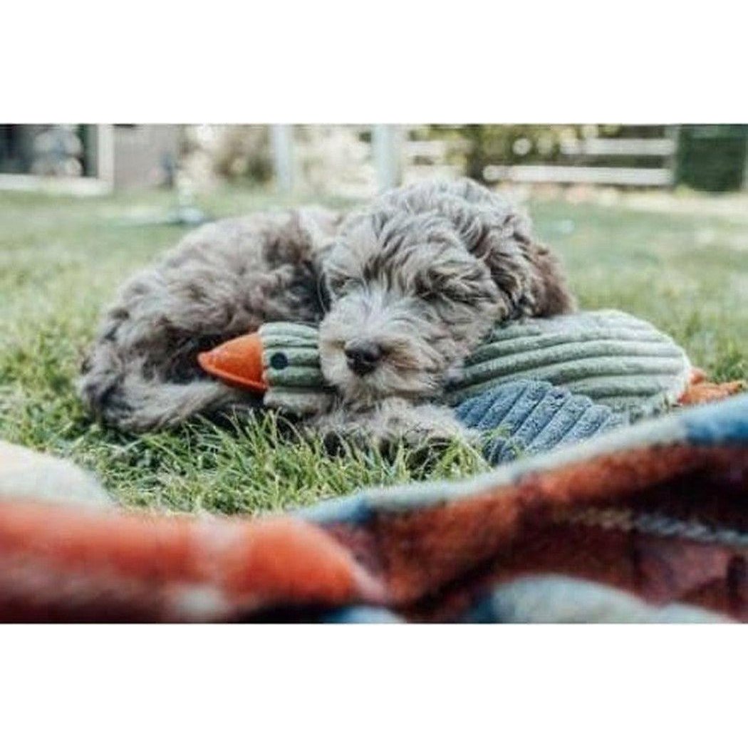 A fluffy puppy sleeps on grass with the Tall Tails Plush Duck With Squeaker toy.