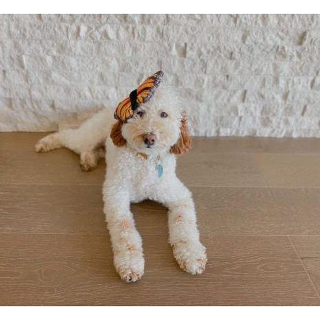 A white dog lying on a wooden floor wears a Tall Tails Plush Monarch Squeaker Toy on its head, with a white brick wall behind it.