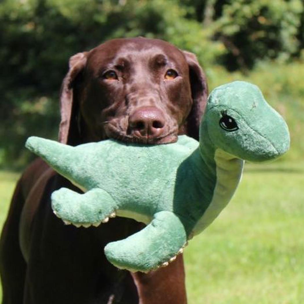 A brown dog holds a green Tall Tails Plush Nessie SqueakCrinkle toy in its mouth outdoors.