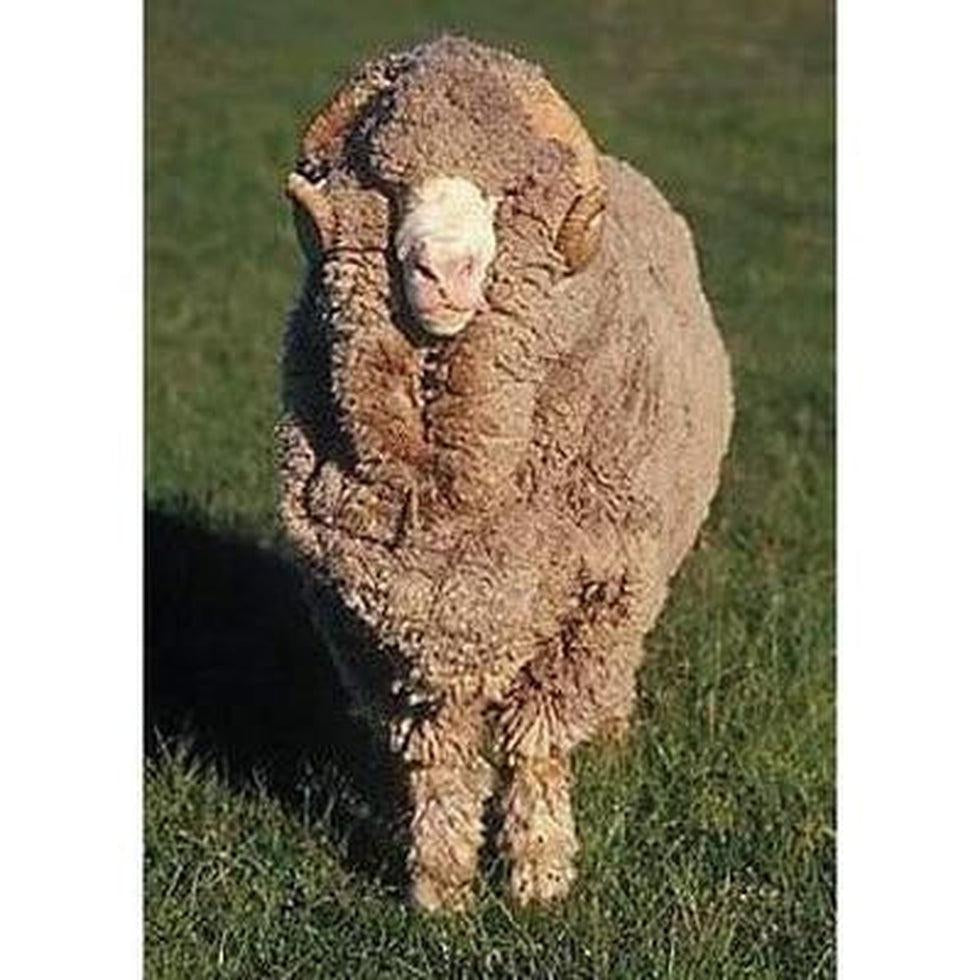 Natural Outdoor Gear: Smartwool Merino Wool-Appalachian Outfitters