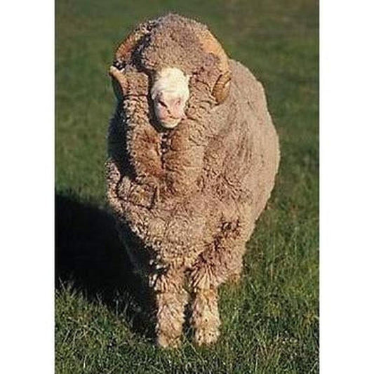 Natural Outdoor Gear: Smartwool Merino Wool-Appalachian Outfitters