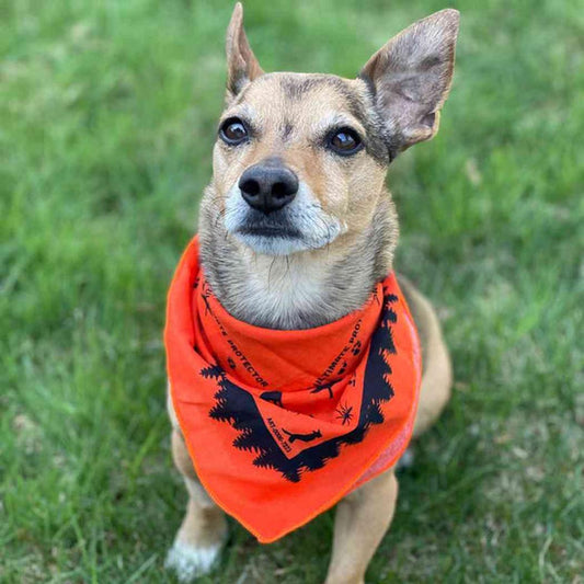 A small dog wearing the Adventure Ready Brands Ben's Bandana with Insect Shield sits on green grass.