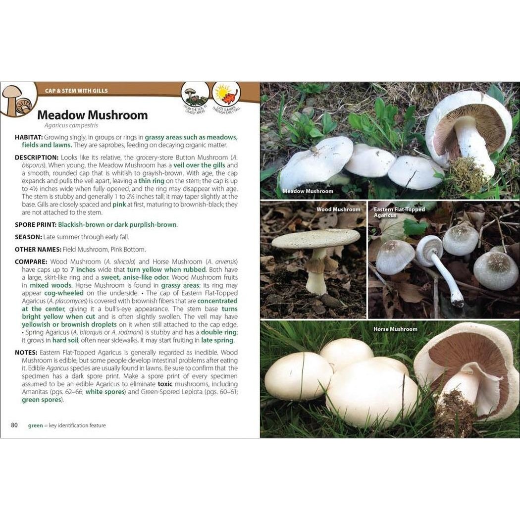 AdventureKEEN Mushrooms of the Northeast-Books - Books-Appalachian Outfitters