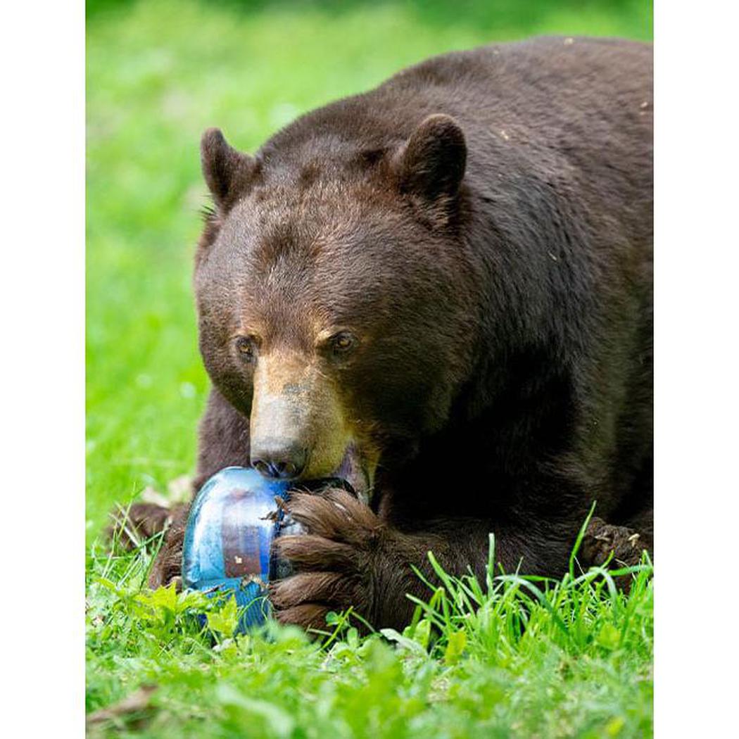 Bear Vault BV425 - Sprint-Food - Food Storage-Appalachian Outfitters