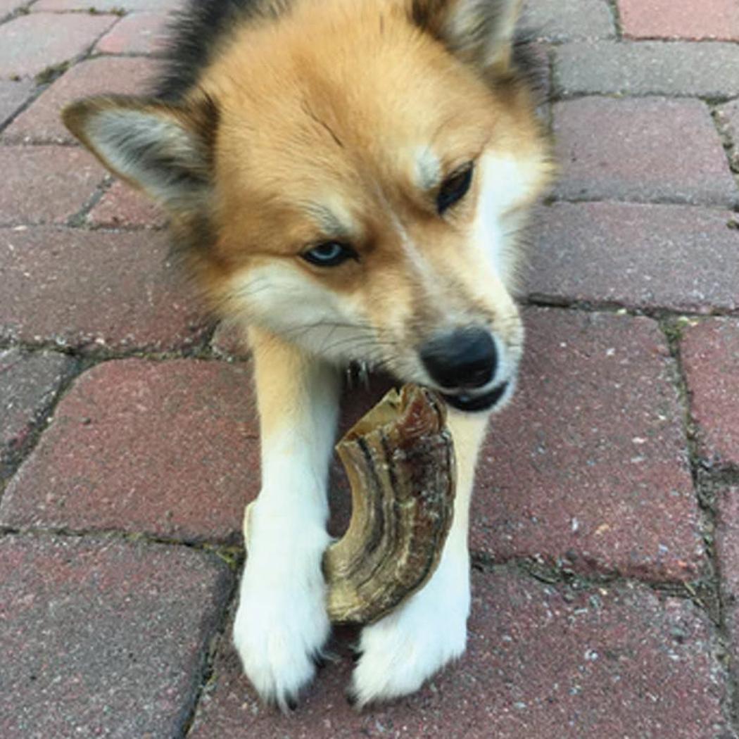 Icelandic+ Large Lamb Horn Dog Treat-Pets - Treats-Appalachian Outfitters