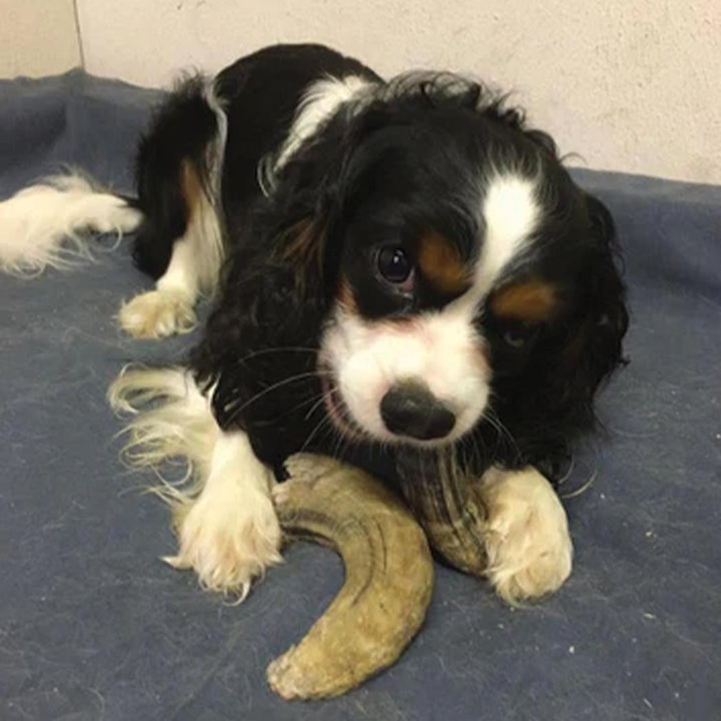 Icelandic+ Small Lamb Horn with Marrow-Pets - Treats-Appalachian Outfitters