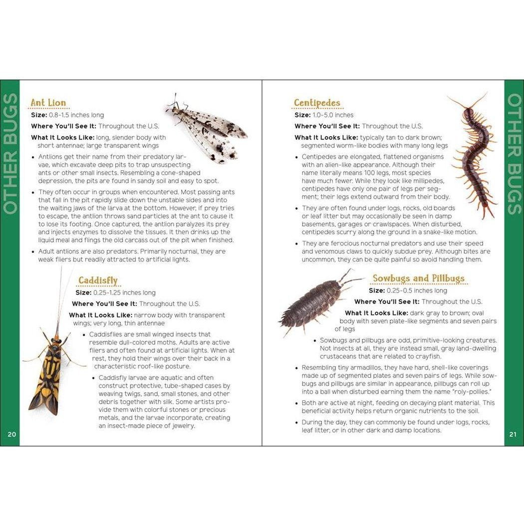 Two-page spread from "Insects & Bugs for Kids" book showing bug descriptions and photos, including ant lion, centipede, caddisfly, and sowbugs.