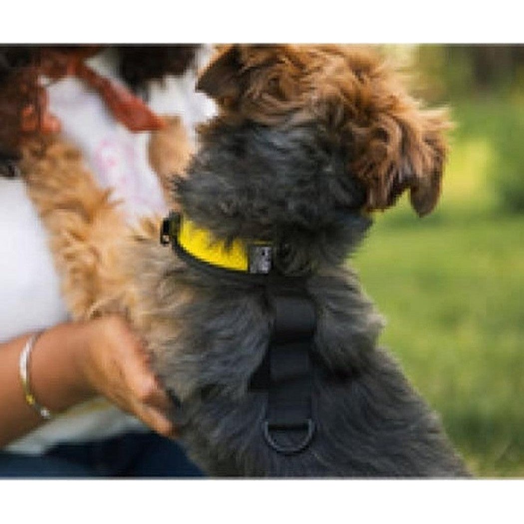 A side view of the K9 Sport Sack Walk-on with Harness & Storage in Anthracite Black on a dog outdoors.
