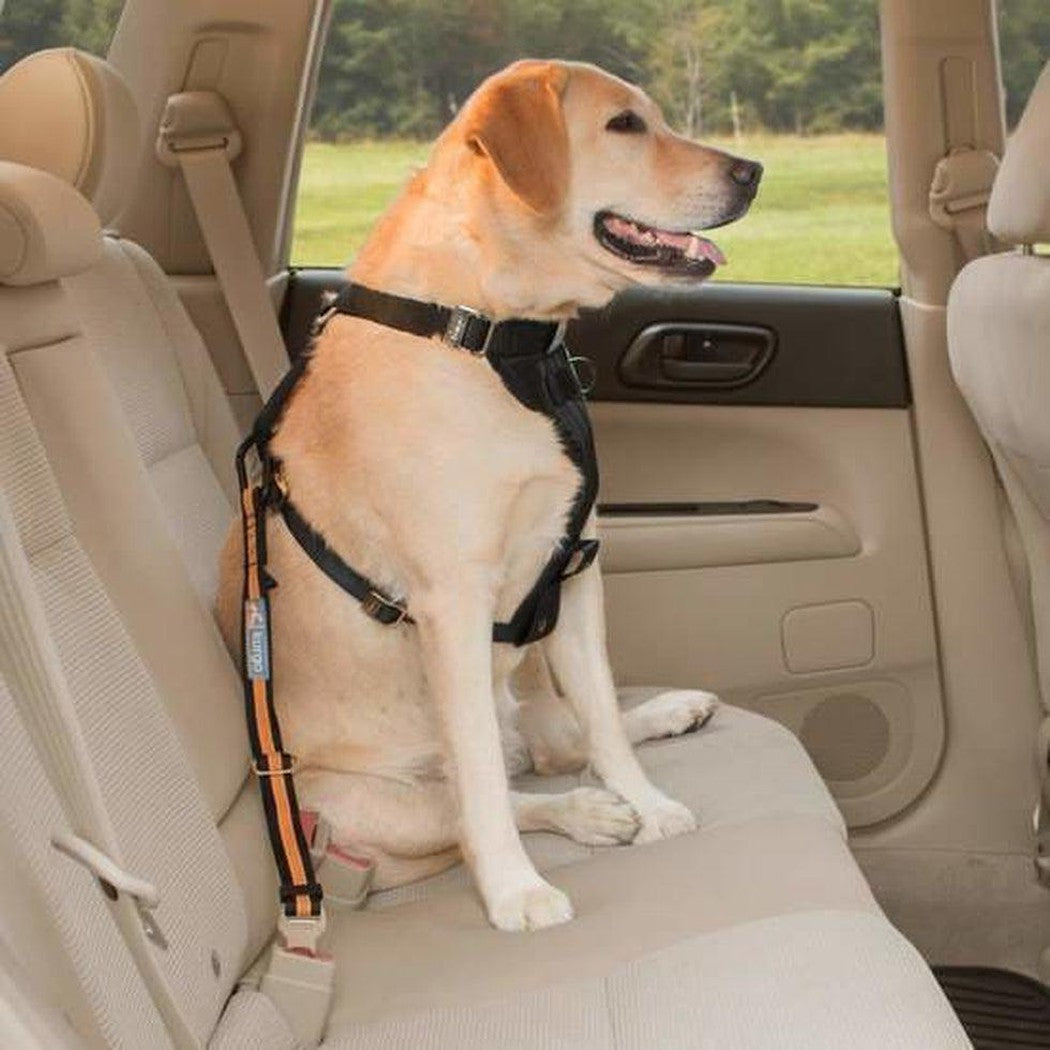 A yellow Labrador wearing a Coastal Blue Kurgo Direct To Seatbelt Tether sits in the back seat of a car, with a grassy field visible through the window.