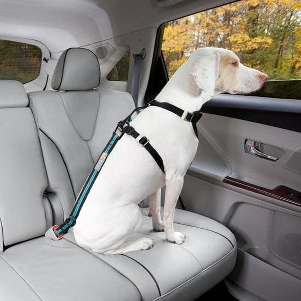 A white dog wearing a Coastal Blue Kurgo Direct To Seatbelt Tether sits in a car seat, looking out the window at autumn trees.