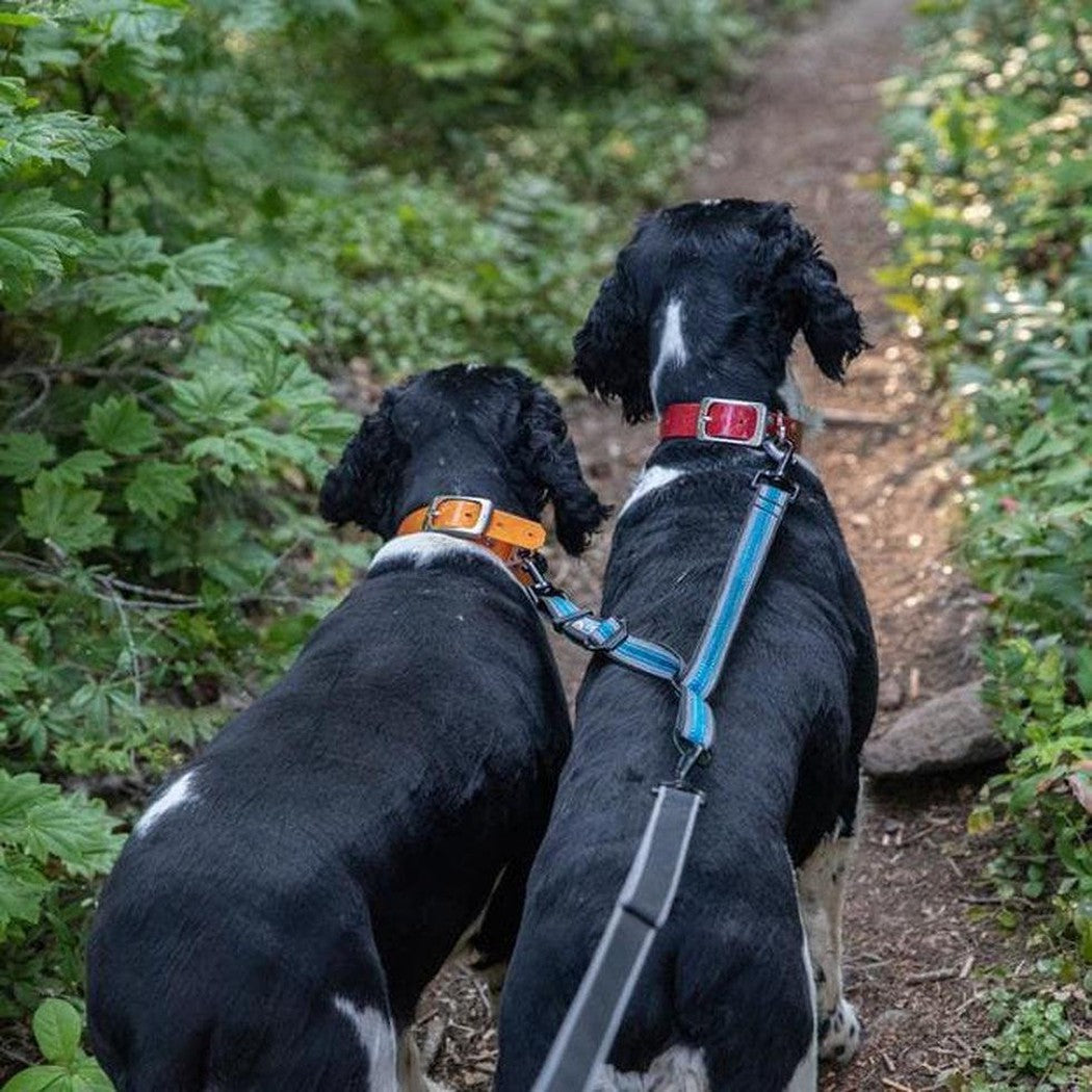 Two black and white dogs on a forest trail wearing Kurgo Double Dog Leash Extenders.