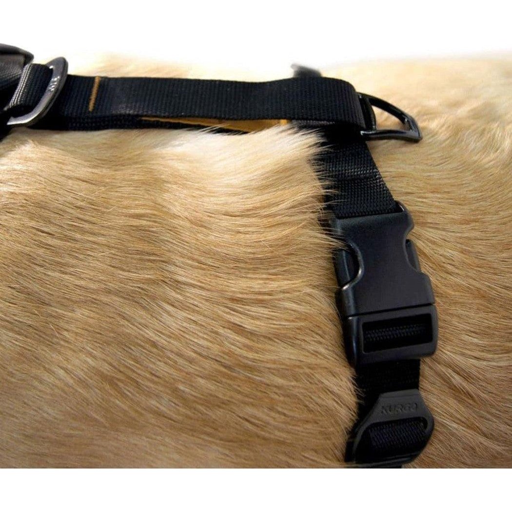 A close-up of the Kurgo Tfs Harness-enhanced Strength in Black on a light brown dog’s fur with a black buckle and strap.