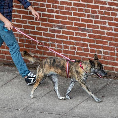 A person in blue jeans walks a brindle dog on a pink Kurgo Walk About No Pull Leash against a red brick wall.