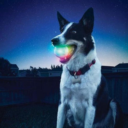 A black and white dog wearing a red collar holds a glowing DiscO Nite Ize Glowstreak Led Ball in its mouth at night.