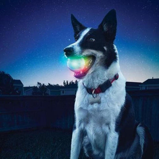 A black and white dog wearing a red collar holds a glowing DiscO Nite Ize Glowstreak Led Ball in its mouth at night.