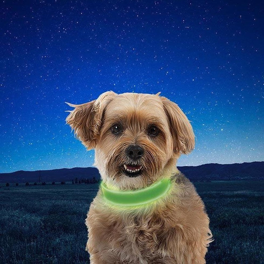 A small brown dog wearing a blue/Blue LED Nite Ize Nitedog Rechargeable Led Collar stands in a field under a starry night sky.