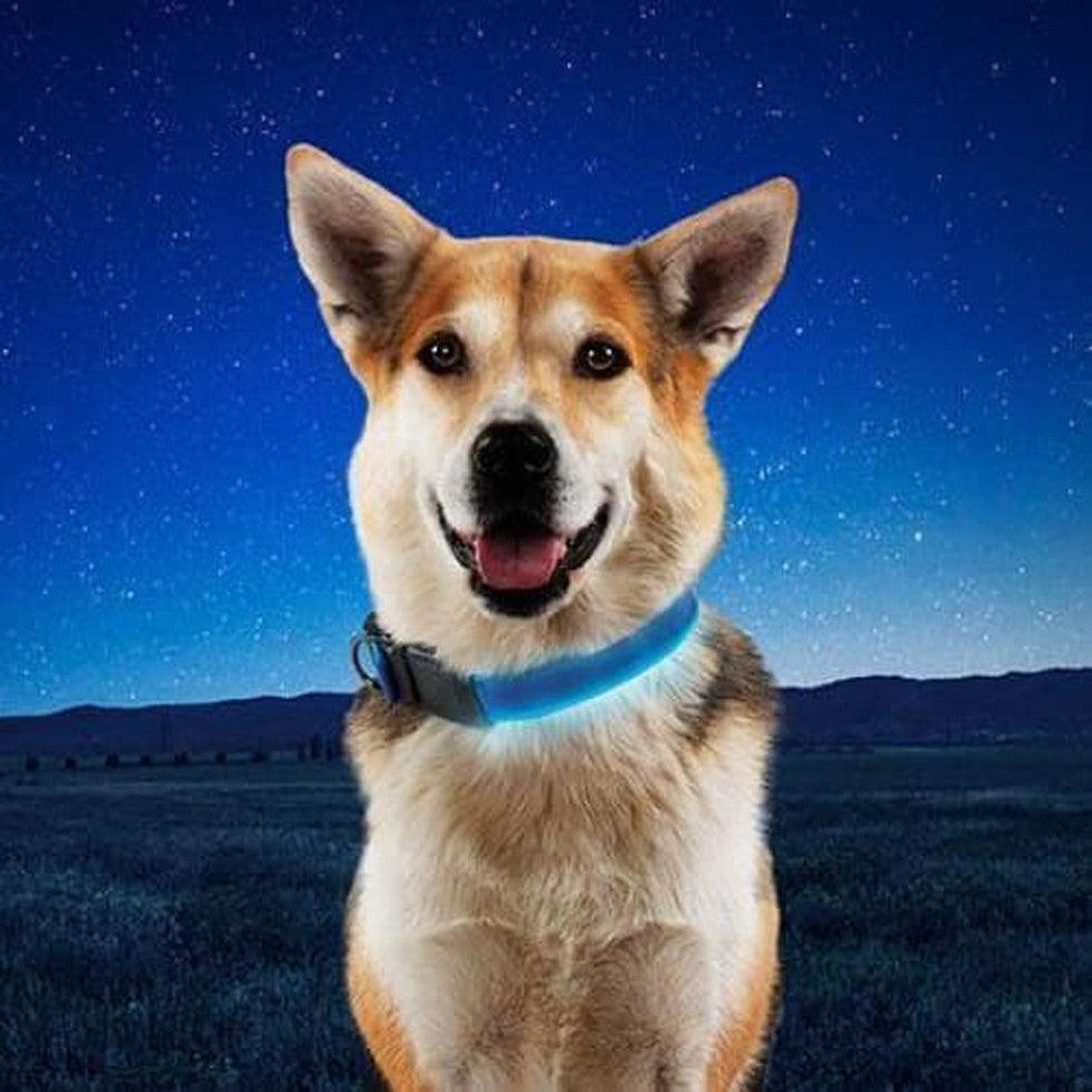 A front view of the Nite Ize Nitedog Rechargeable Led Collar in Blue/Blue LED on a dog against a starry night sky.