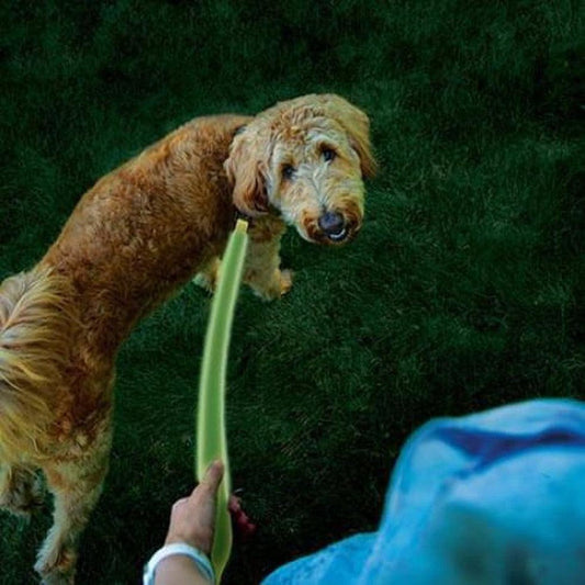 Nite Ize Nitedog Rechargeable Led Leash-Pets - Leashes-Appalachian Outfitters