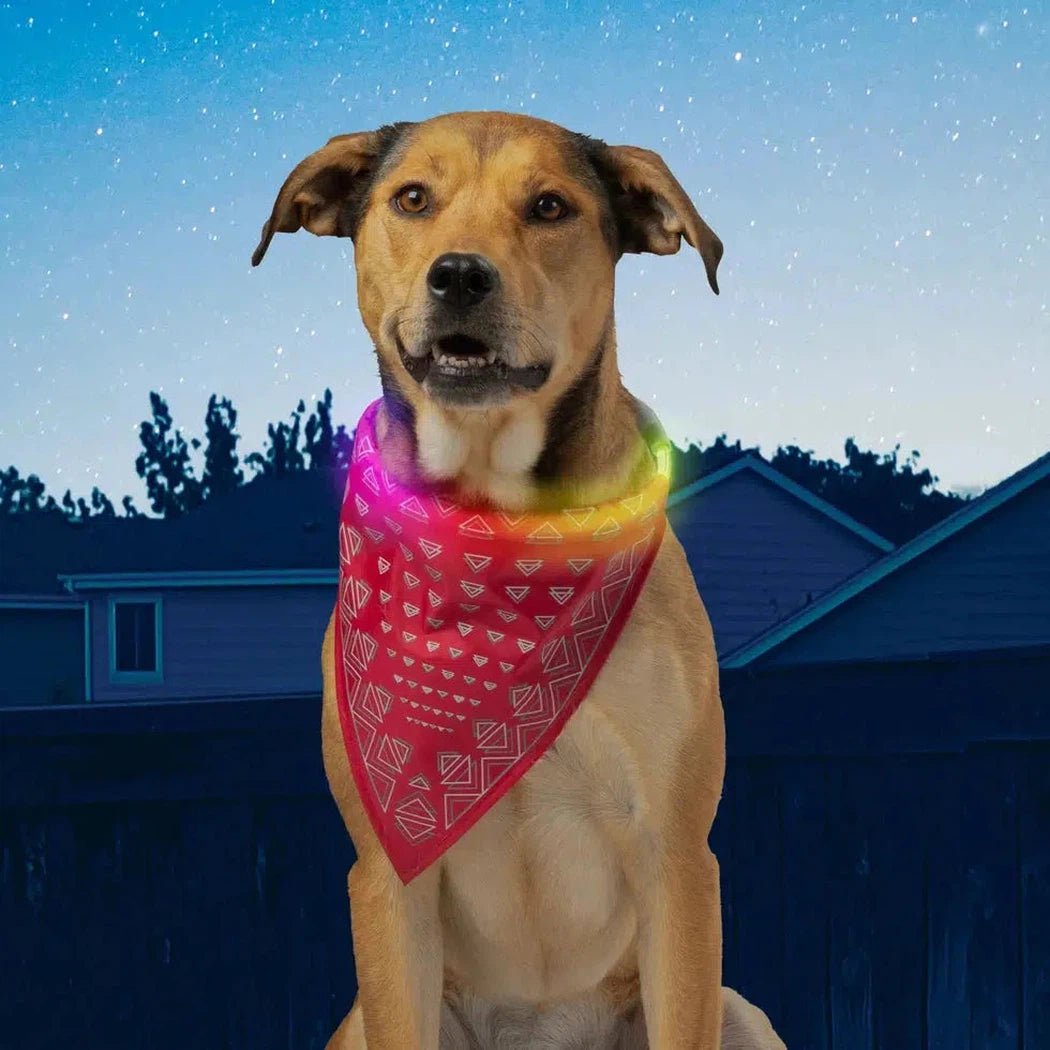 A front view of the Nite Ize NiteHowl Bandana Rechargeable LED Safety Necklace - Disc-O Select in Grey on a dog with a starry night background.