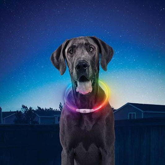 A front view of a Great Dane wearing the Nite Ize Nitehowl Led Safety Necklace Rechargeable against a starry night sky.