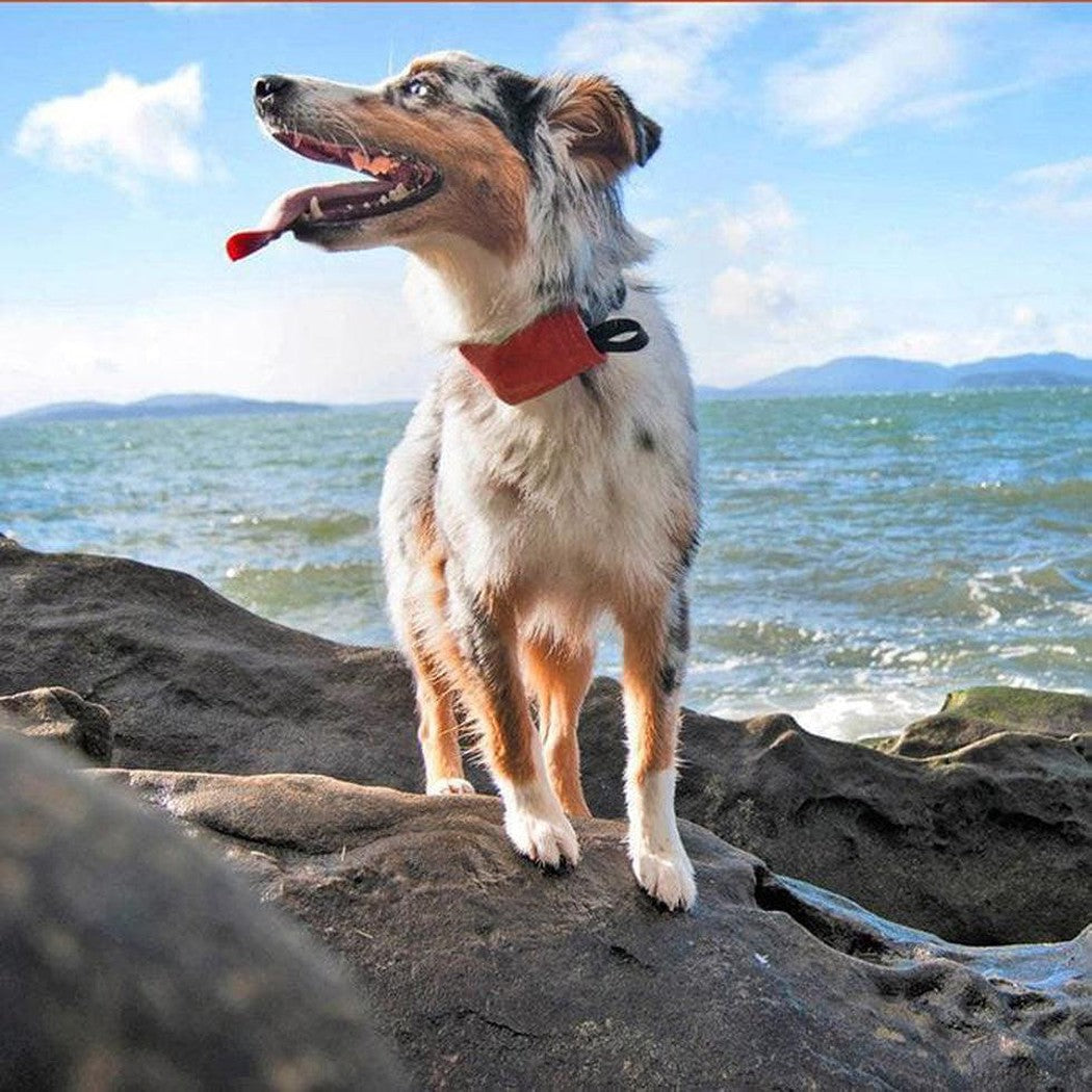 A dog wearing the Nite Ize Raddog All-in-one Collar + Leash in Red stands on rocks by the ocean.