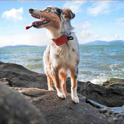 A dog wearing the Nite Ize Raddog All-in-one Collar + Leash in Red stands on rocks by the ocean.
