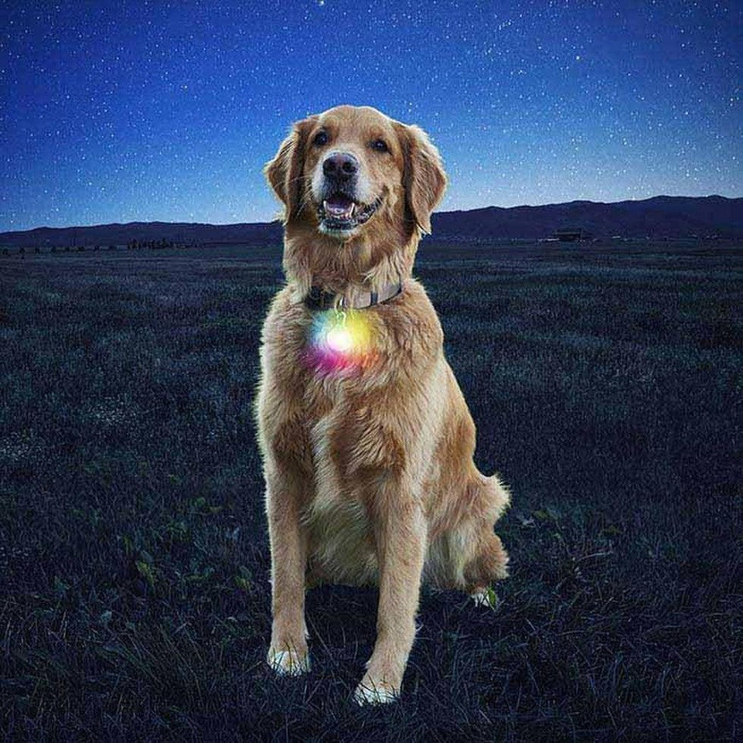 Nite Ize Spotlit Collar Light-Pets - Safety - Lights-Appalachian Outfitters