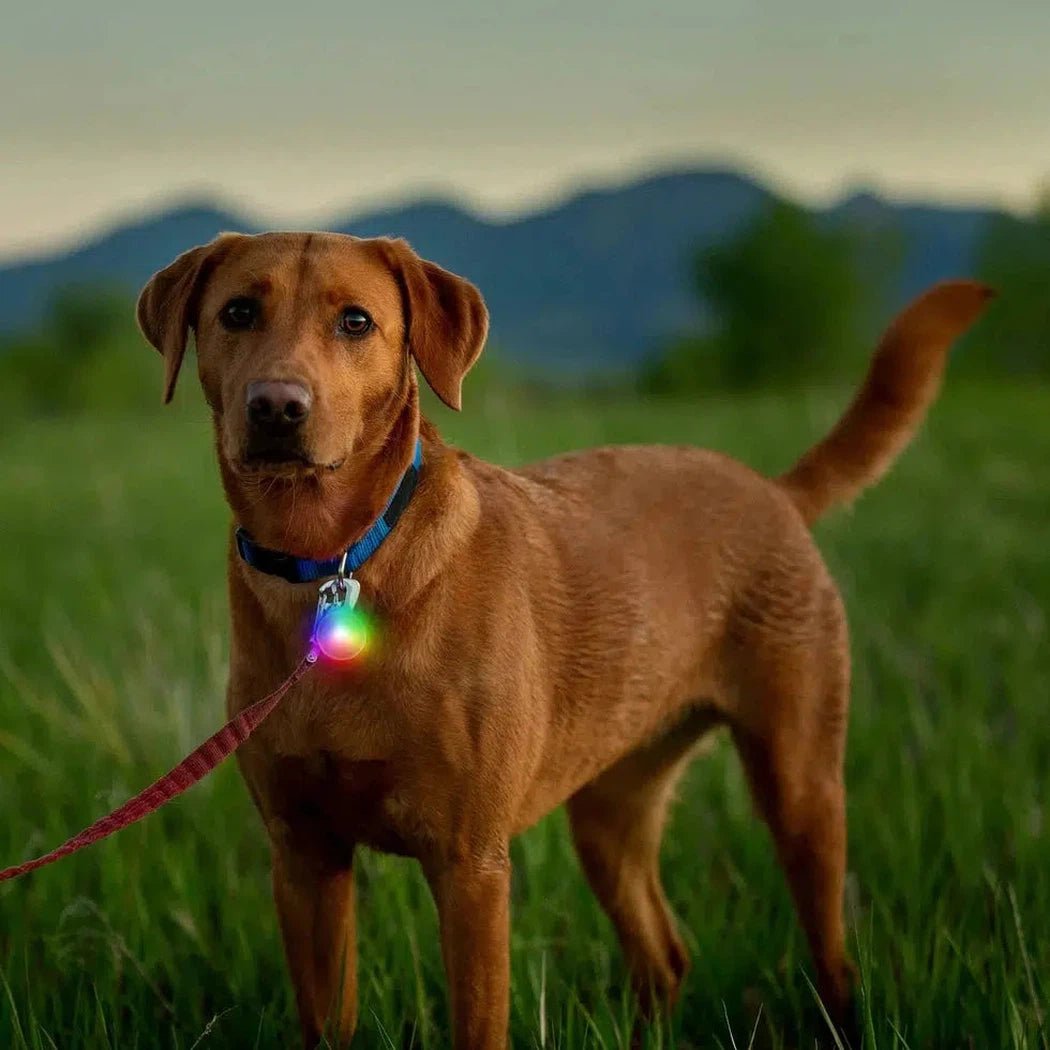 A brown dog in a grassy field wears the Nite Ize SpotLit Rechargeable Collar Light - Disc - O Tech with a colorful Jewel light on its blue collar.