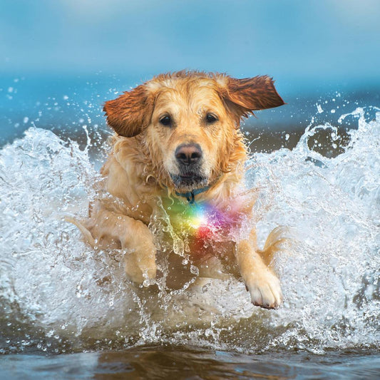 Nite Ize SpotLit Splash Waterproof Rechargeable Collar Light - Disc-O Select-Pets - Safety - Lights-Appalachian Outfitters