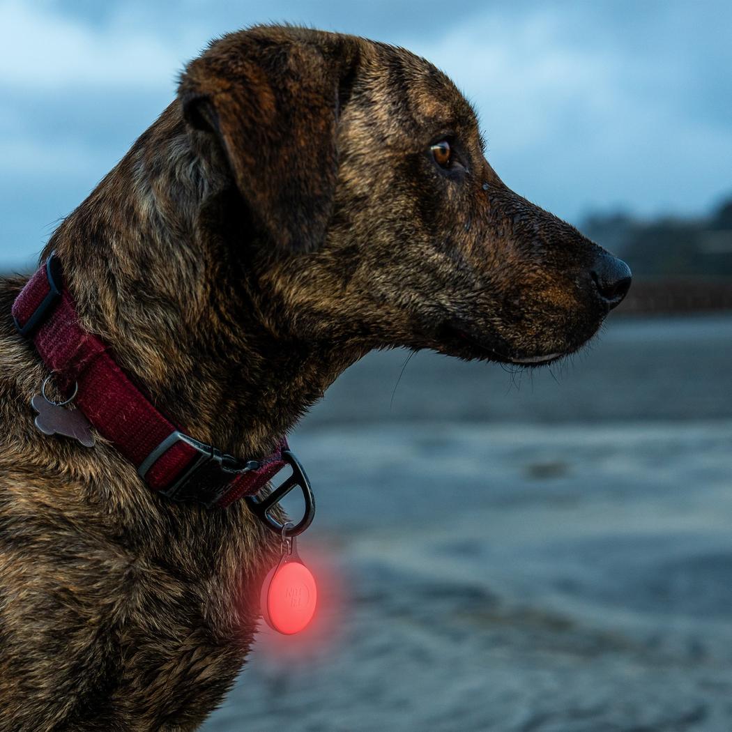 Nite Ize SpotLit Splash Waterproof Rechargeable Collar Light - Disc-O Select-Pets - Safety - Lights-Appalachian Outfitters