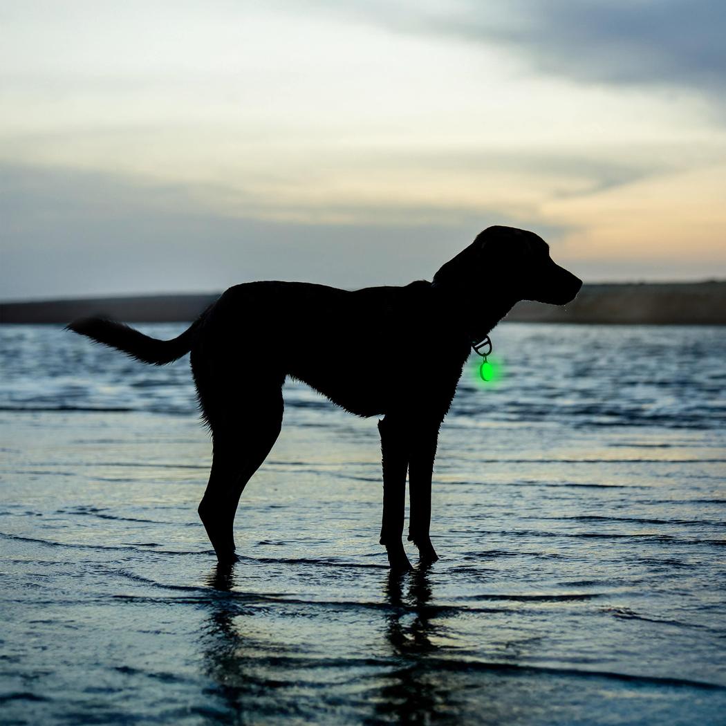 Nite Ize SpotLit Splash Waterproof Rechargeable Collar Light - Disc-O Select-Pets - Safety - Lights-Appalachian Outfitters