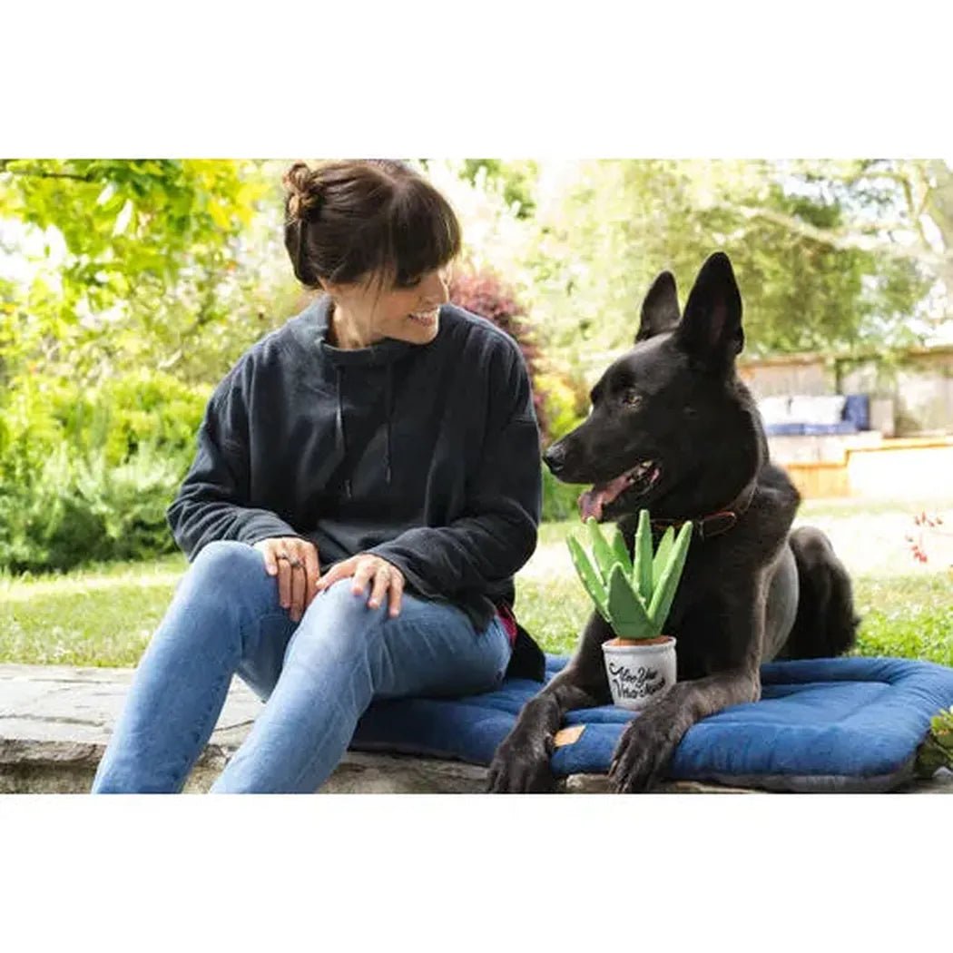 A woman sits outdoors with a black dog on a blue cushion, next to the P.L.A.Y Blooming Buddies Aloe-ve You Plant.