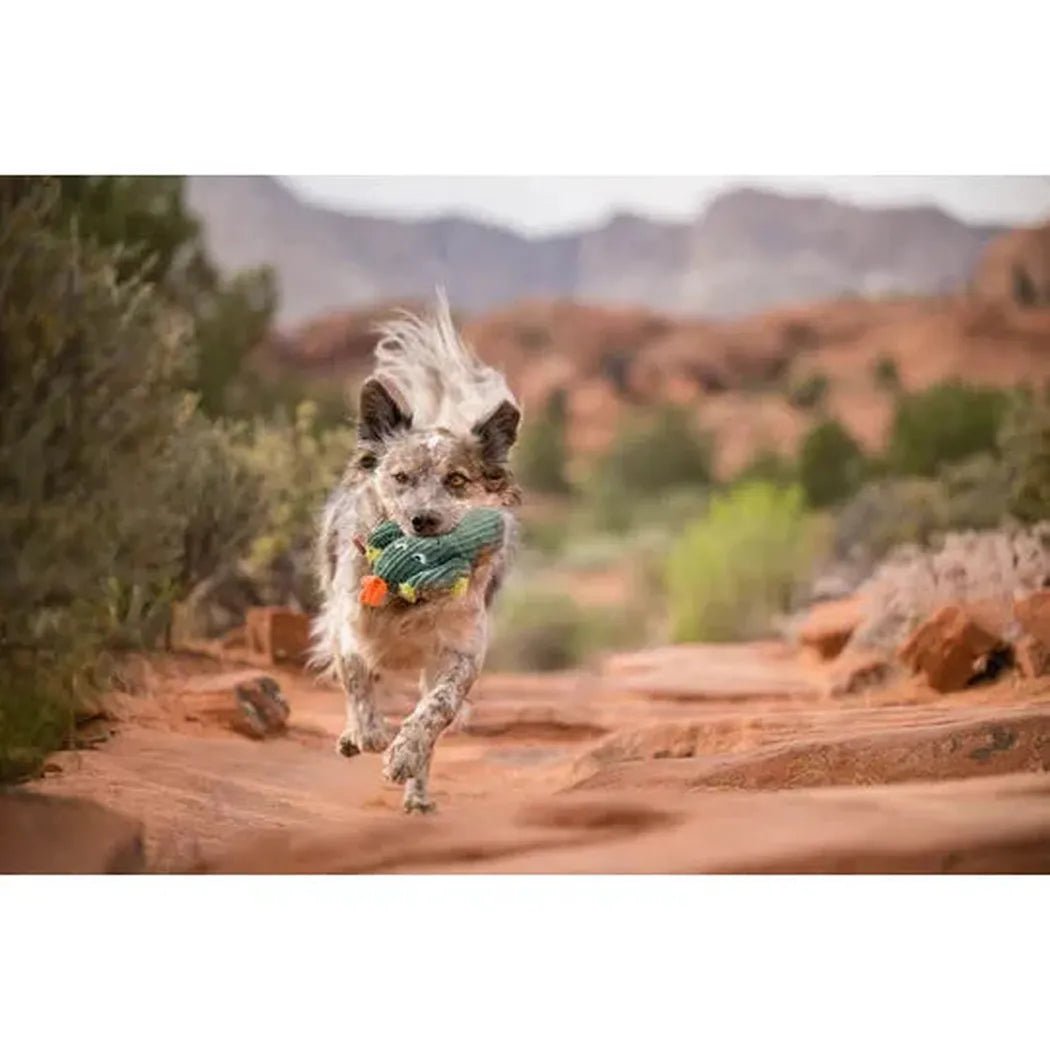P.L.A.Y Blooming Buddies Prickly Pup Cactus-Pets - Toys-Appalachian Outfitters