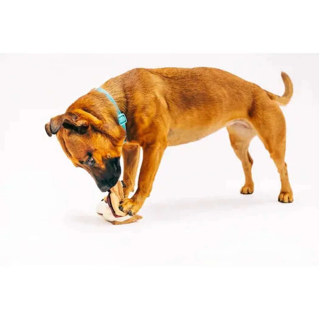 P.L.A.Y Camp Corbin Gimme S'more-Pets - Toys-Appalachian Outfitters