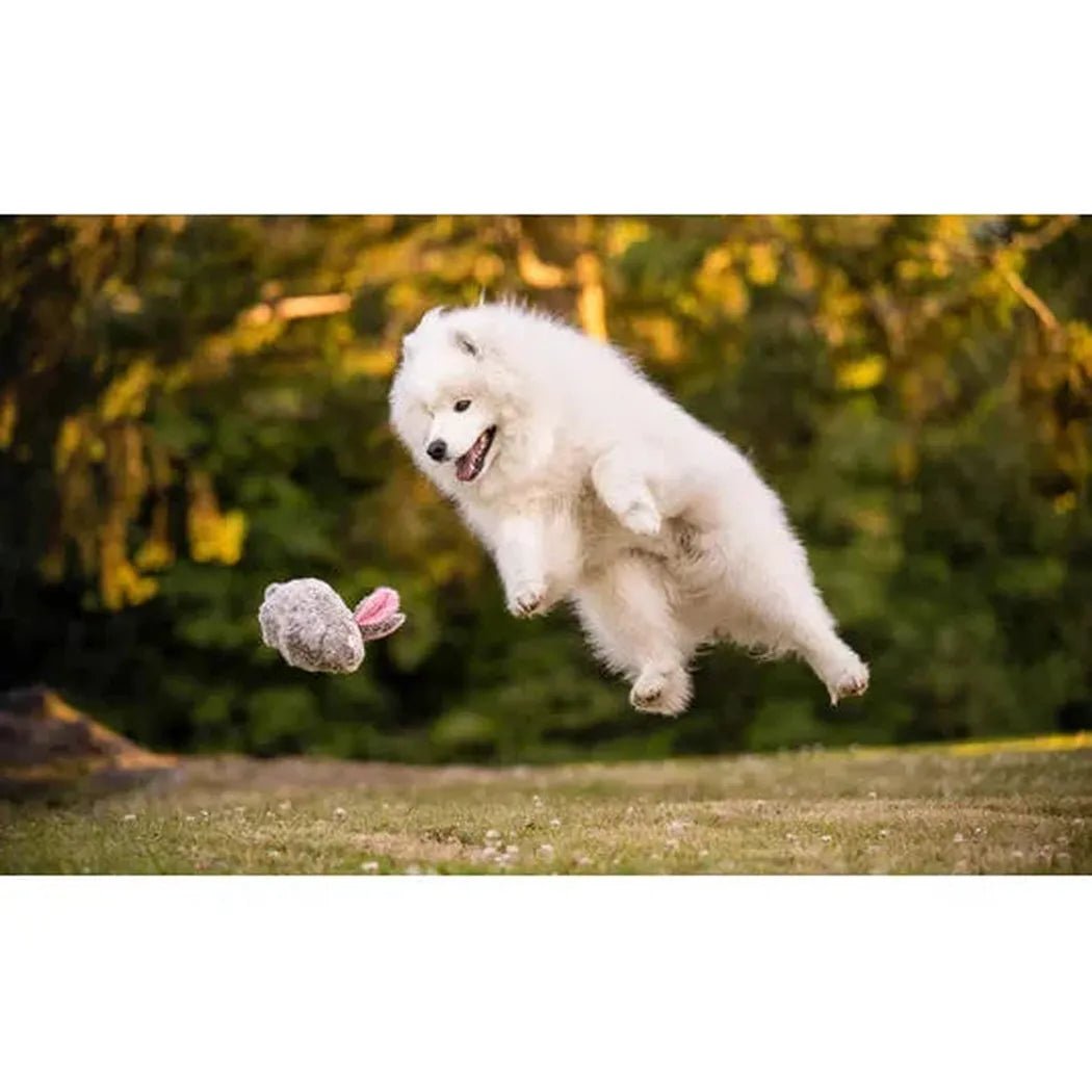 A fluffy white puppy leaps to catch the P.L.A.Y Forest Friends Baxter the Bunny toy in a sunny outdoor setting.