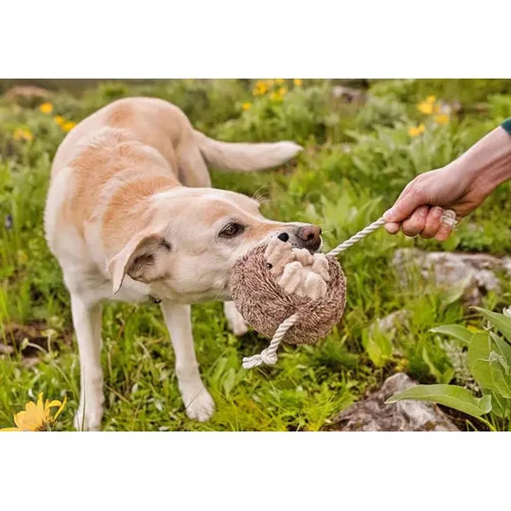 P.L.A.Y Forest Friends Hamilton the Hedgehog-Pets - Toys-Appalachian Outfitters
