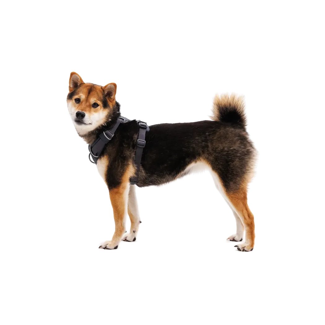 Ruffwear Front Range Harness-Pets - Harnesses-Appalachian Outfitters