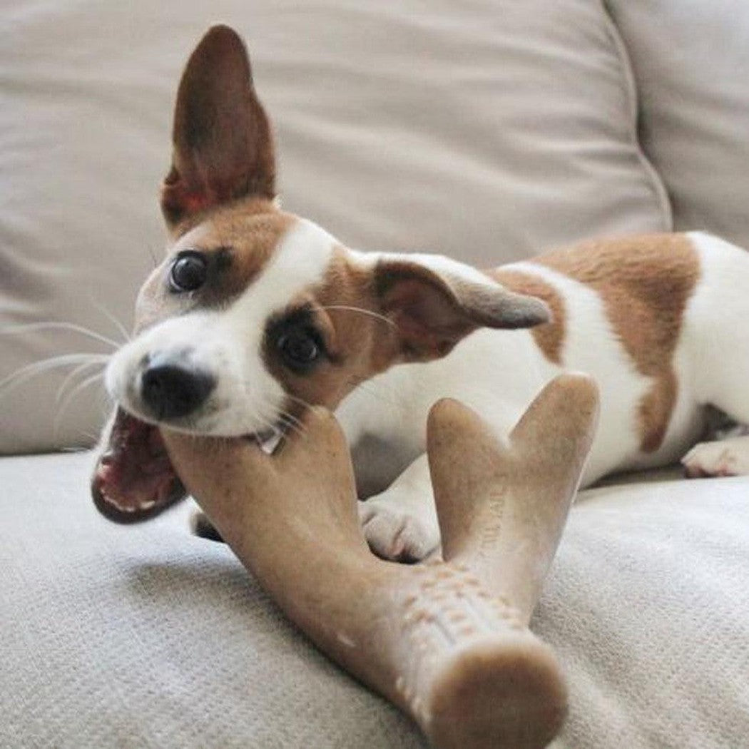 Tall Tails Antler Chew-Pets - Toys-Appalachian Outfitters