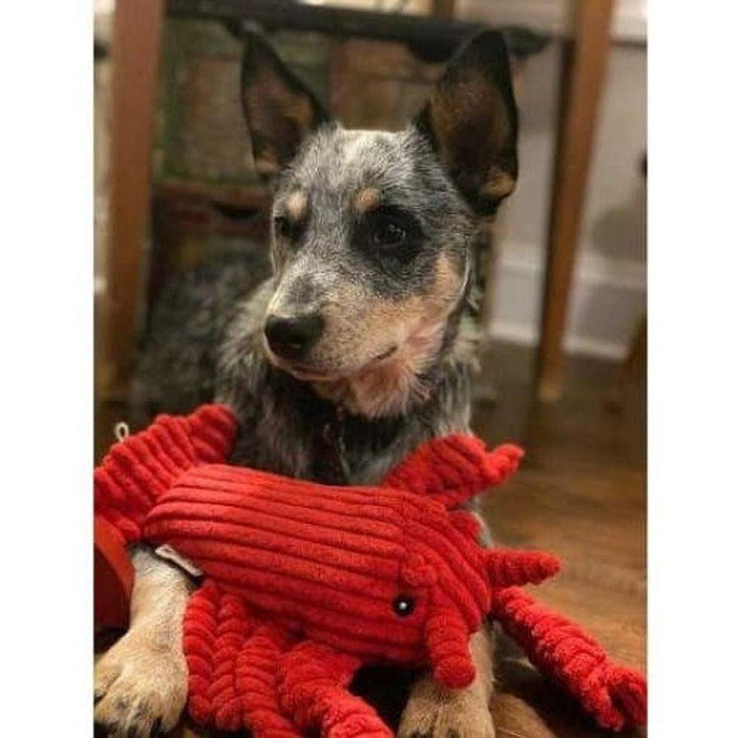 A blue heeler dog sits on a wooden floor with a red Tall Tails Crunch Lobster Toy in front of it.